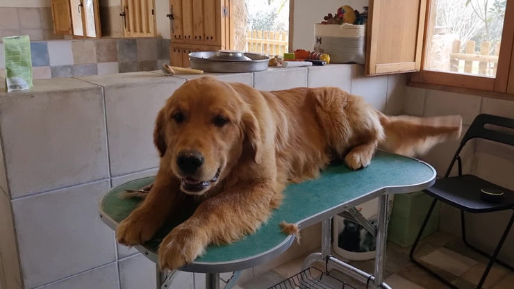 Brandon on the grooming table